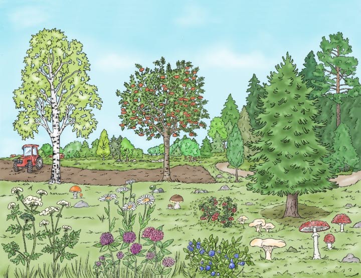 Illustration av en sommaräng.g