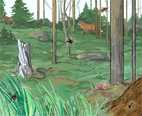Illustrationen visar en skog, med olika djur.