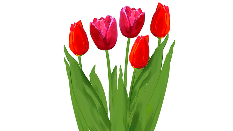 Illustration av röda tulpaner.