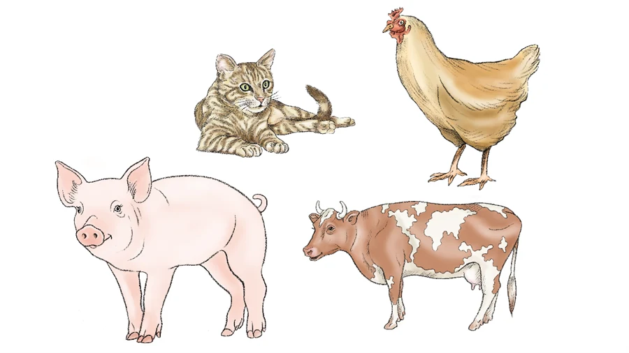 Illustration av en gris, en höna, en ko och en katt, från Per Olssons bonngård.