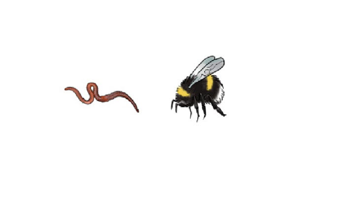 Illustrationen visar en daggmask och en humla. 