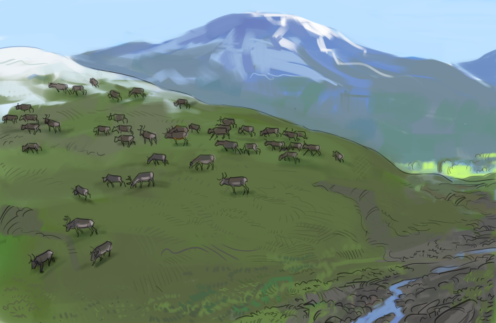 En flock renar betar på fjället.