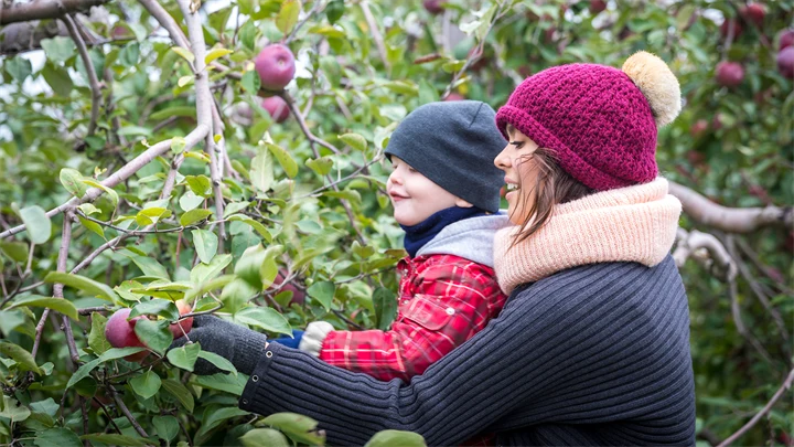 Barnet plockar ett äpple från trädet. Kvinnan håller barnet i sin famn.