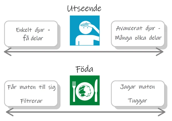 En skattningsskala för att analysera olika djurs utseende och föda.