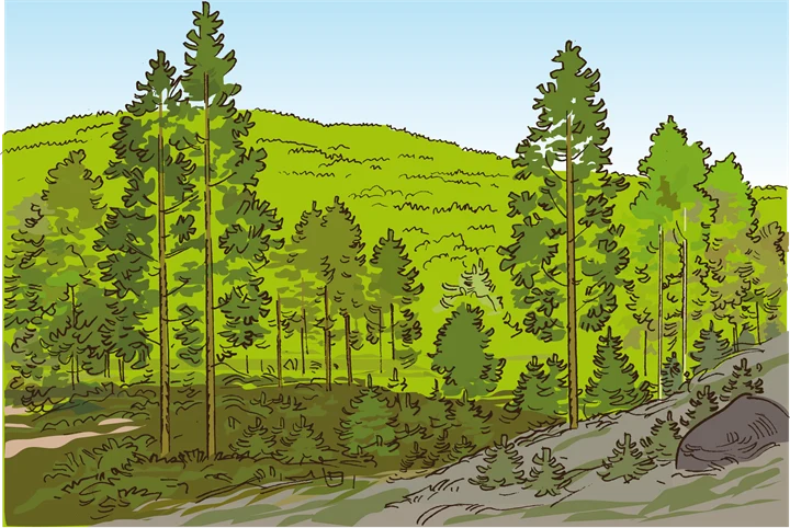 En skog med gran och tall.