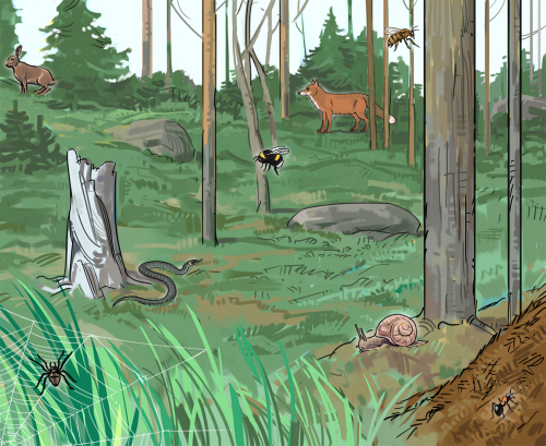 Illustrationen visar en skog, med olika djur.
