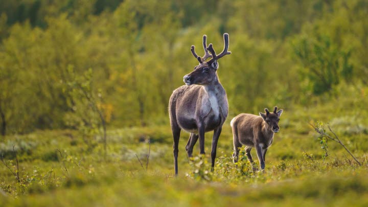 Två renar.