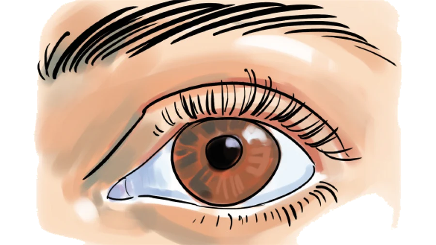 Illustration av ett brunt öga