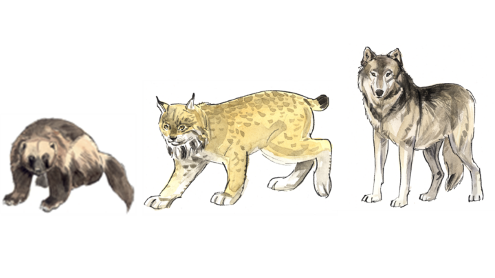 En järv, lokatt och en varg.