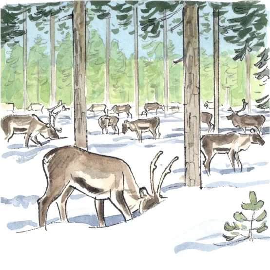 Renar som betar i den snötäckta skogen.