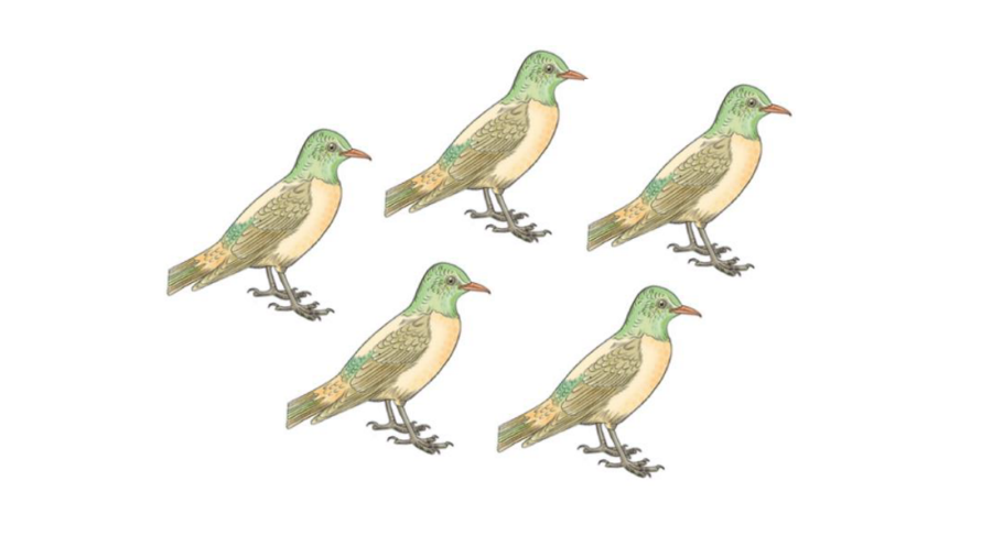 Illustration av fem fåglar. Fåglarna har grönt huvud och en gul kropp med en blå detalj på ryggen.
