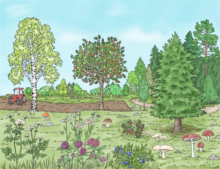 Illustration av en sommaräng.g