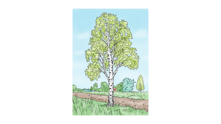 Illustration av ett träd (björk).