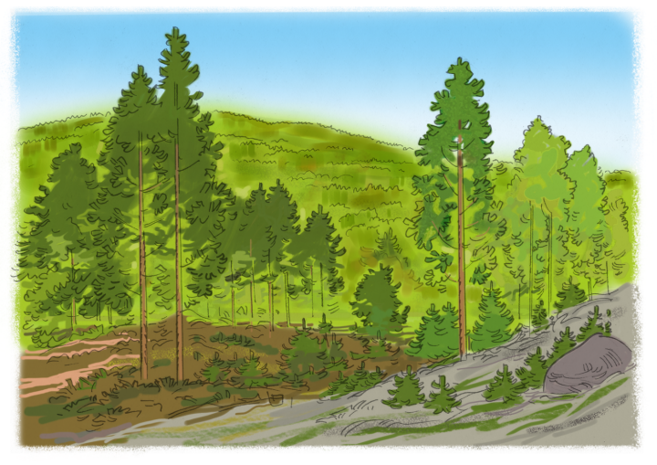 Illustration av en skog. I förgrunden ser man enskilda tallar, och i bakgrunden långt bort ett berg som är helt grönt - troligen fyllt med träd.