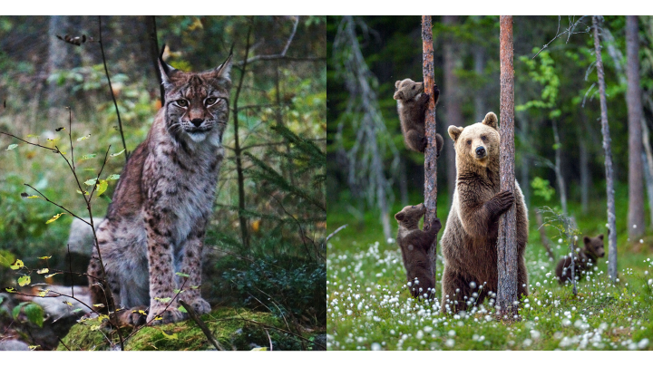 En bild på en lokatt och en björn med två ungar.