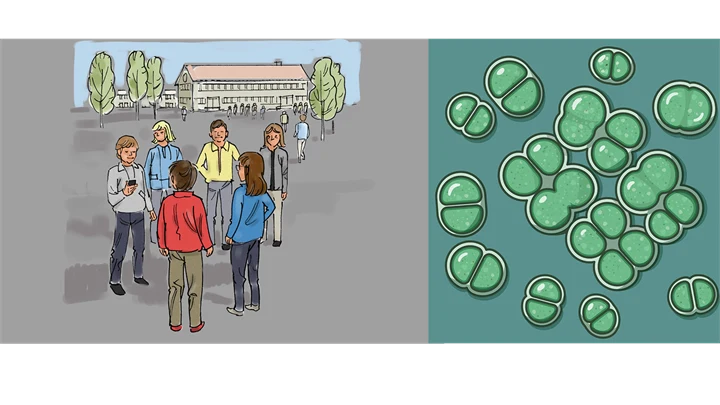 Illustrationen visar två olika bilder. Bilden vänster visar sex barn som står i en ring på en skolgård. Ett av barnen kollar i sin mobiltelefon.  Bilden till höger föreställer bakterier. 