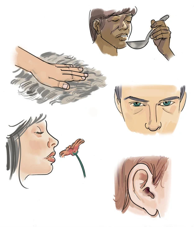 illustration på fem olika förklaringar på lukt, smak, känsel, hörsel och syn.