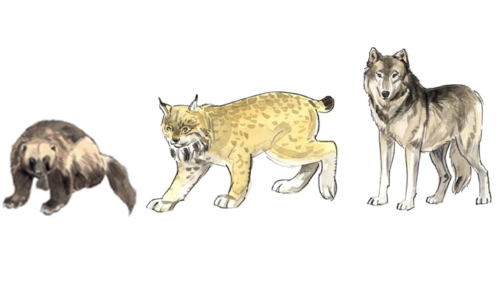 En järv, lokatt och en varg.