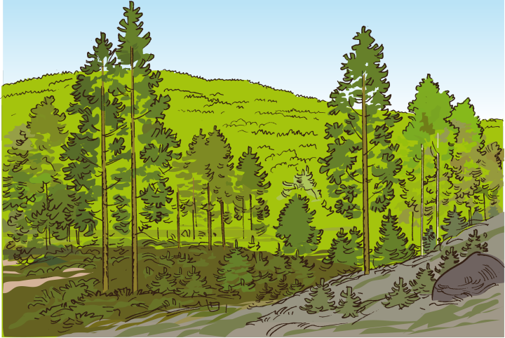 En skog med gran och tall.