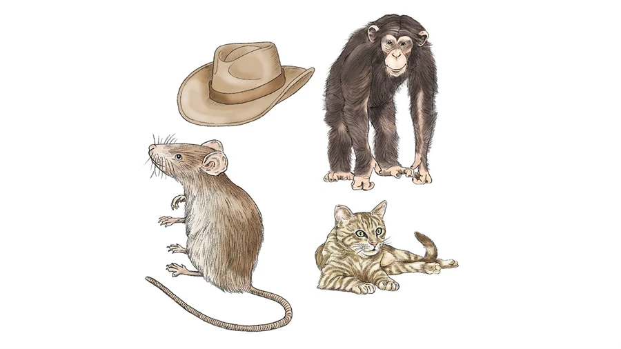 Illustration av en mus, en hatt, en schimpans och en katt, från Rimma med bilder.