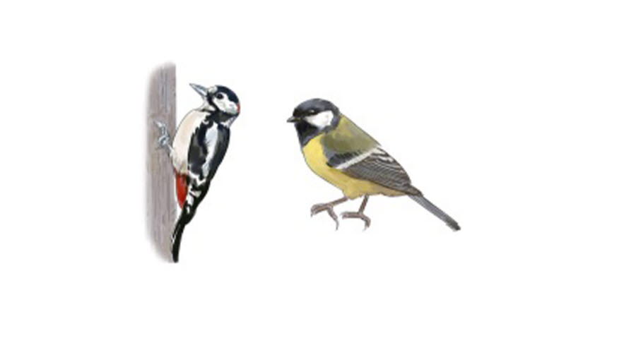 Illustrationen visar två fåglar. 