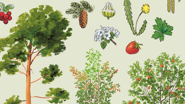 Illustration ur läromedlet.