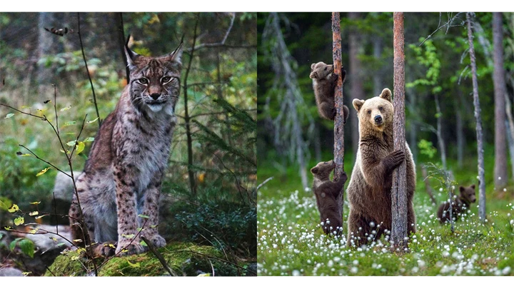 En bild på en lokatt och en björn med två ungar.