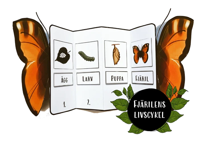 Bilden illustrerar fjärilens livscykel. Första bilden från vänster är ett ägg, andra bilden är en larv, den tredje bilden är en puppa och den fjärde bilden visar en orange fjäril. På varje sida av dessa fyra bilder är en fjärilsvinge. Till höger längst ner på bilden står texten Fjärilens livscykel. 