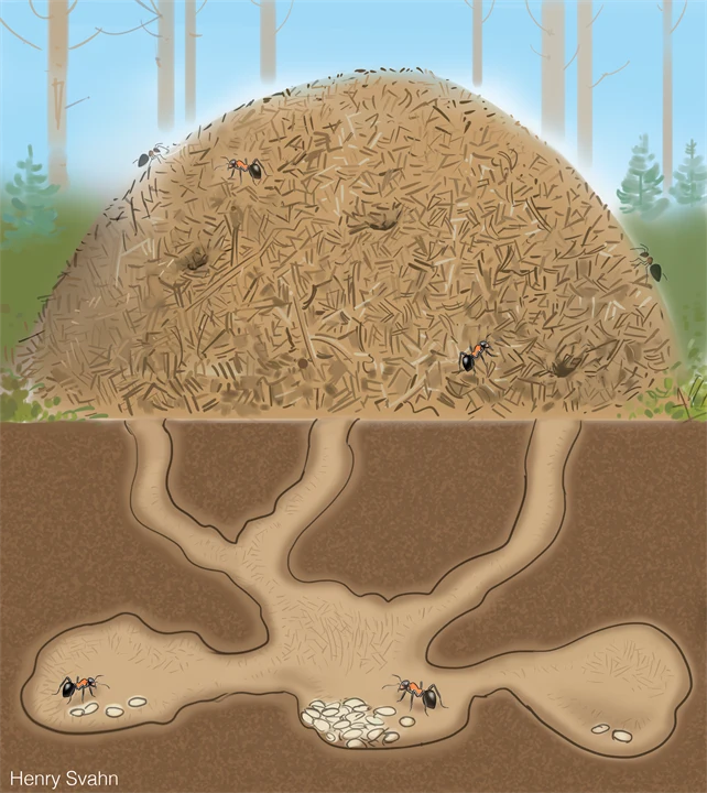 Illustration av en myrstack i genomskä